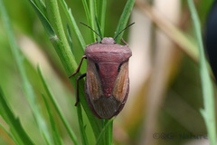Chalcopis glandulosa