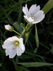 Cerastium maximum