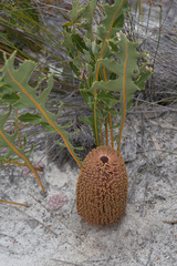 Banksia gardneri