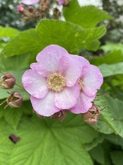 Rubus odoratus odoratus