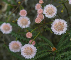 Actinodium cunninghamii