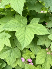 Rubus odoratus odoratus