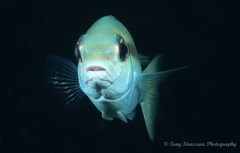 Scolopsis monogramma