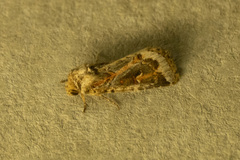Proteuxoa florescens