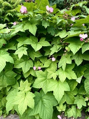 Rubus odoratus odoratus
