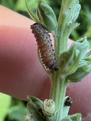 Kuschelina gibbitarsa