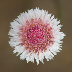 Actinodium cunninghamii