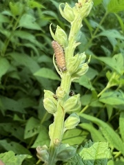 Kuschelina gibbitarsa