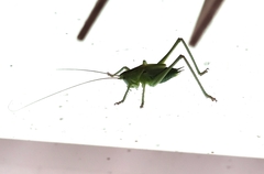 Tettigonia viridissima