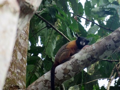Saguinus tripartitus