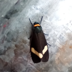 Macrobrochis albifascia