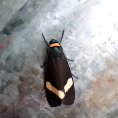 Macrobrochis albifascia