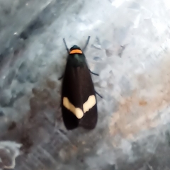 Macrobrochis albifascia