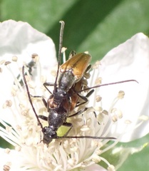 Stenurella melanura