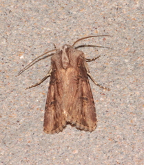 Agrotis puta