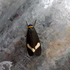 Macrobrochis albifascia