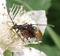 Stenurella melanura