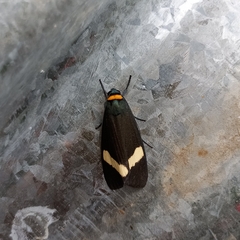 Macrobrochis albifascia