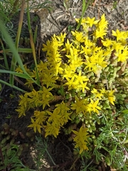 Sedum acre