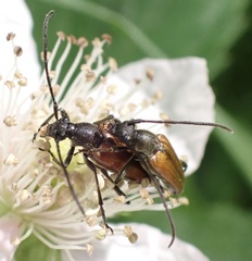 Stenurella melanura