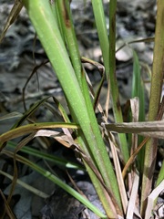 Carex lupuliformis