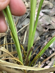 Carex lupuliformis