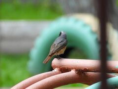 Phoenicurus phoenicurus