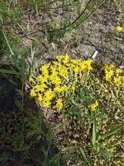 Sedum acre