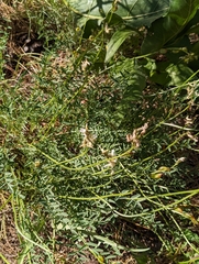 Astragalus reventiformis