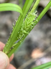 Carex lupuliformis