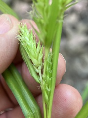 Carex lupuliformis