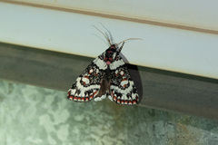 Cremnophora angasii