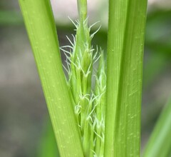 Carex lupuliformis