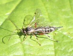 Itoplectis maculator