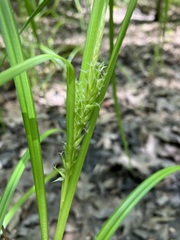 Carex lupuliformis