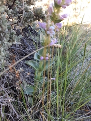 Penstemon cyathophorus