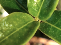 Chiomara asychis