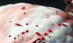 Zenopontonia soror