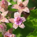 Rubus parvifolius - Photo Ningún derecho reservado, subido por 葉子