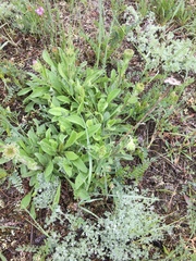 Aster alpinus vierhapperi