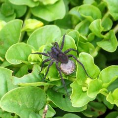 Alopecosa pulverulenta