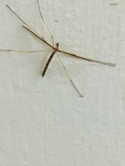 Tricyphona