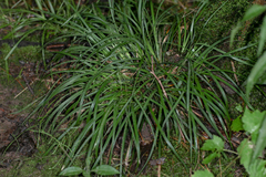 Carex pedunculata