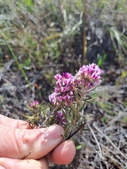 Amphithalea ericifolia