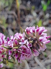 Amphithalea ericifolia