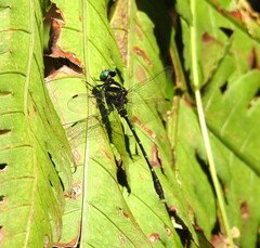 Burmagomphus plagiatus