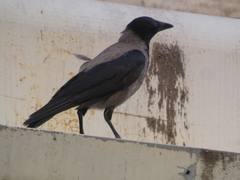 Corvus cornix