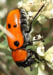 Tituboea sexmaculata