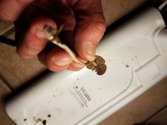 Psilocybe tampanensis