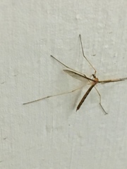 Tricyphona